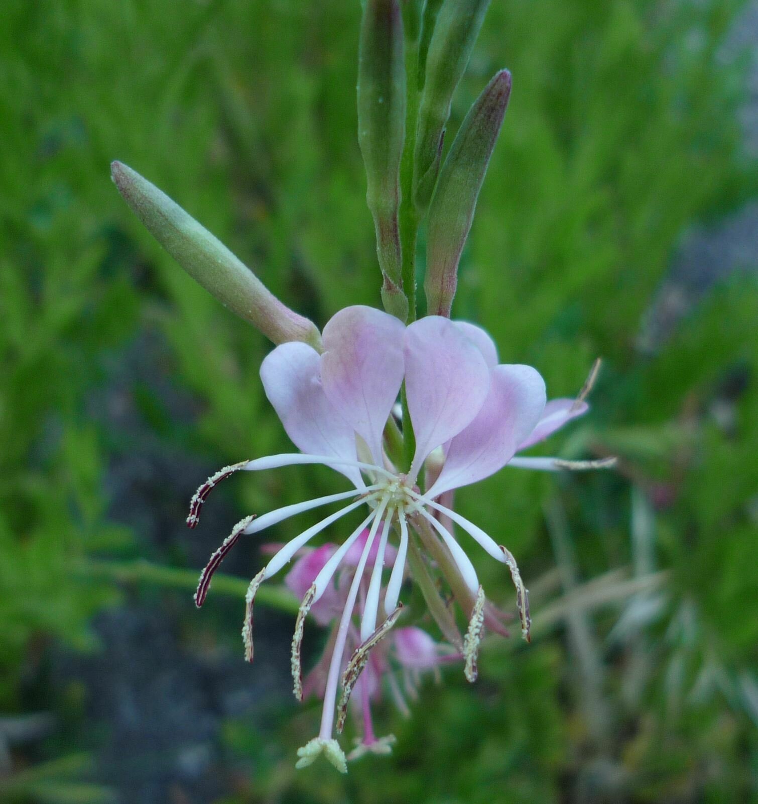 High Resolution Gaura coccinea Flower